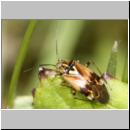 Lygus pratensis - Gemeine Wiesenwanze 02.jpg